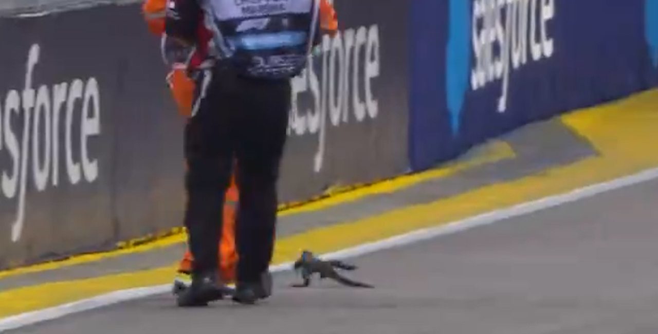 Formula 1 yarışına kertenkele dahil oldu